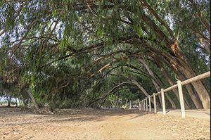 ruta guiada gratuita lagunas torrevieja la mata agenda alicante