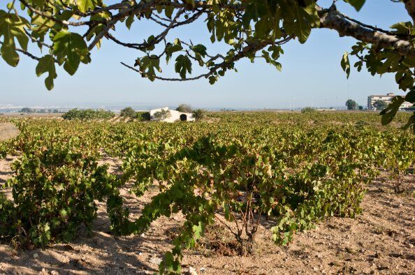 ruta guiada viñedos la mata agenda familiar alicante