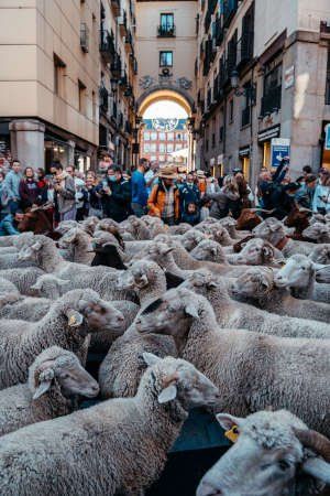 feria trashumancia madrid
