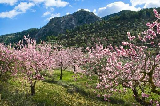 Almendros en flor fiestas de alicante en febrero